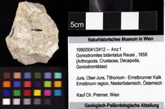 Foto (Objket + Etiketten) von Goniodromites bidentatus (Reuss, 1858) 